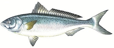 Australian Salmon  Fishcare Victoria
